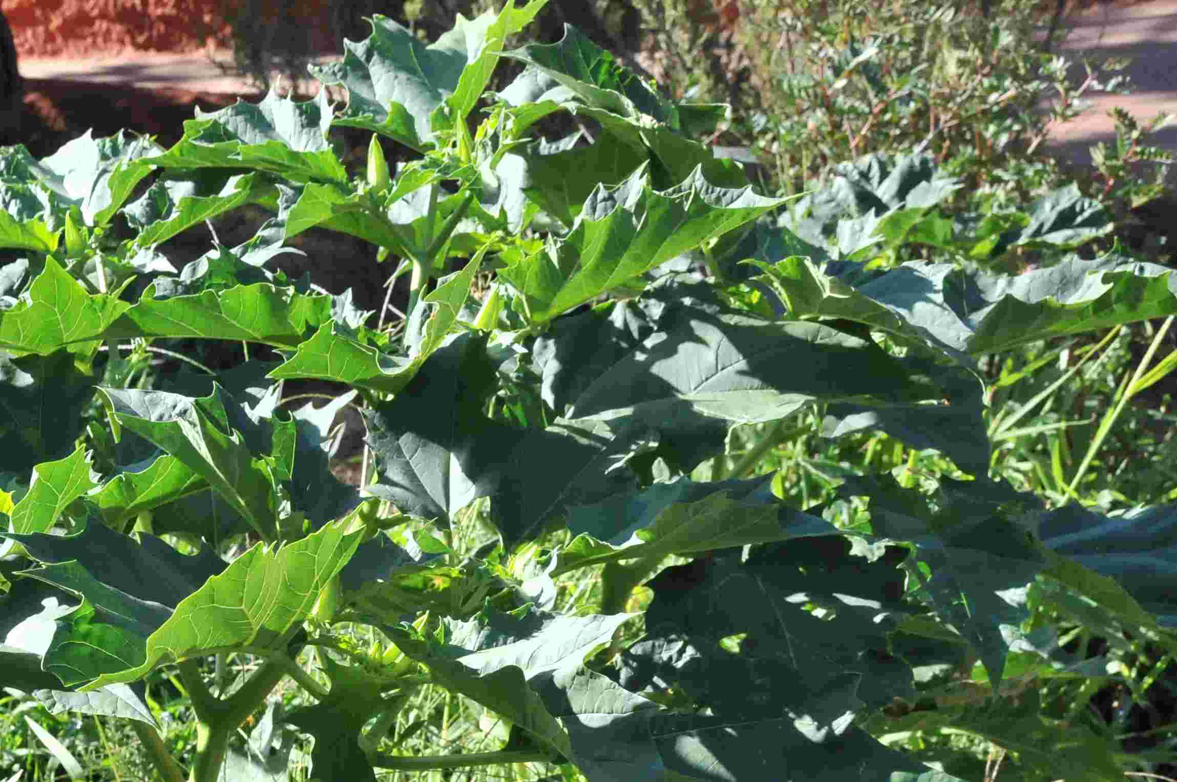 Datura stramonium (Solanacee)